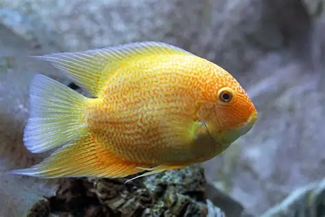 Red Spot Gold Severum aquarium fish