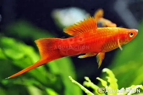 Red Swordtail aquarium fish