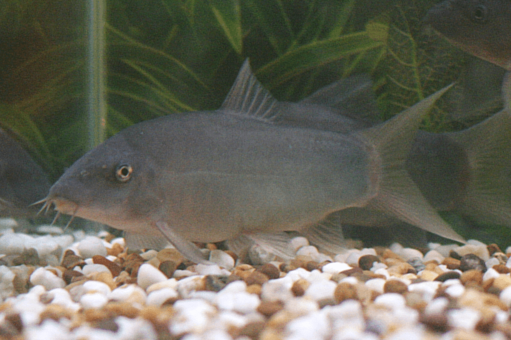 Red Tail Loach aquarium fish