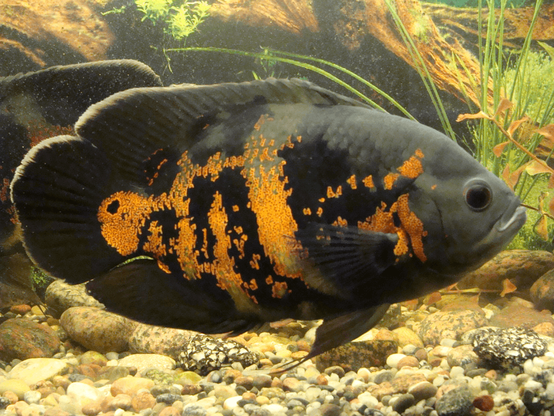 Red Tiger Oscar Cichlid aquarium fish