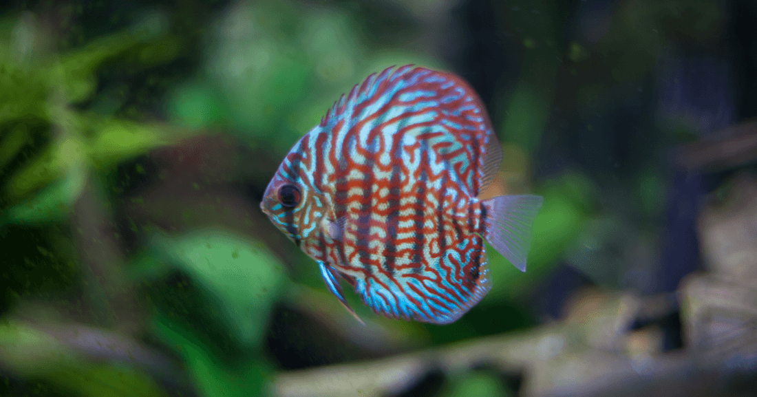Red Turquoise Discus aquarium fish