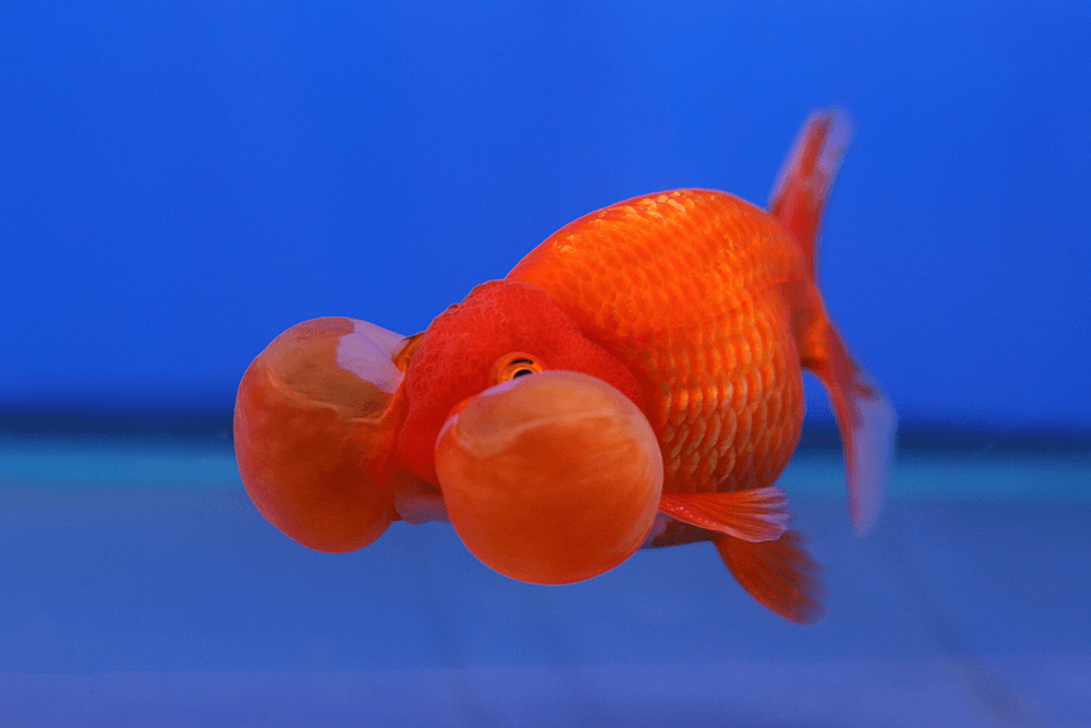 Red & White Bubble Eye Goldfish aquarium fish