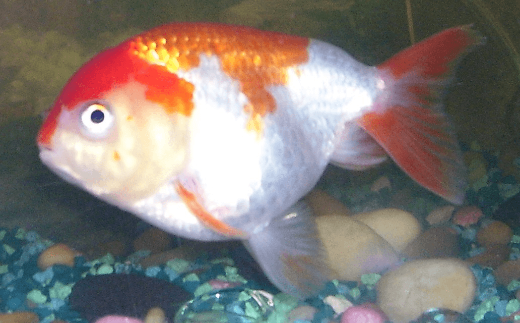 Red & White Lionhead Goldfish aquarium fish