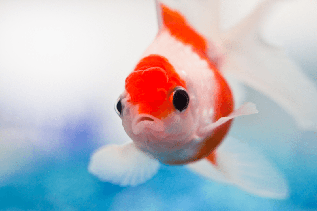 Red & White Pearlscale Goldfish aquarium fish