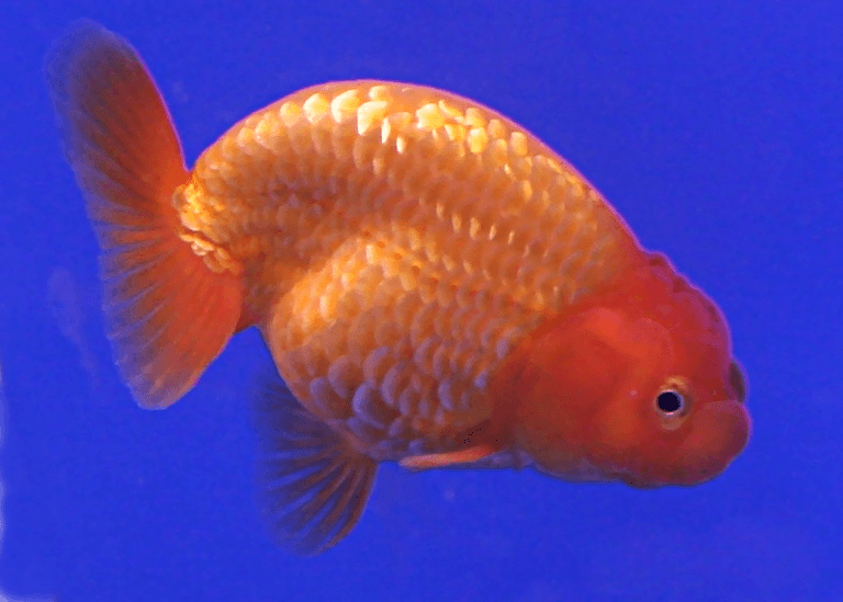 Red & White Ranchu Goldfish aquarium fish