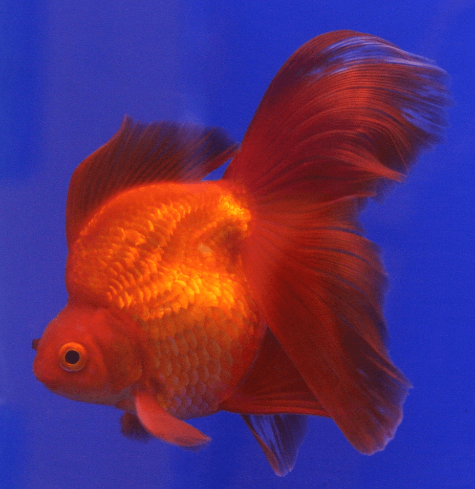 Red & White Ryukin Goldfish aquarium fish