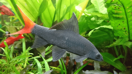 Redtail Black Shark aquarium fish