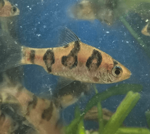 Rhombo Barb aquarium fish