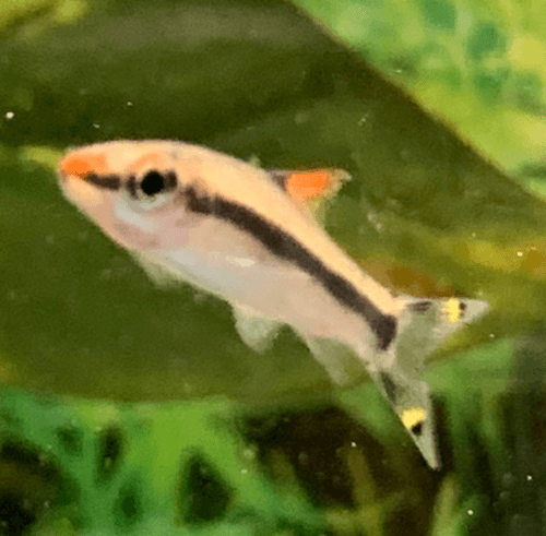 Roseline Shark aquarium fish