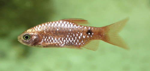 Rosy Barb aquarium fish