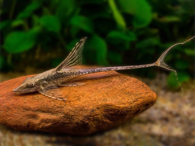Royal Farlowella Catfish aquarium fish
