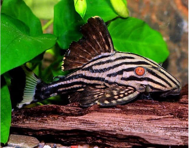 Royal Pleco aquarium fish