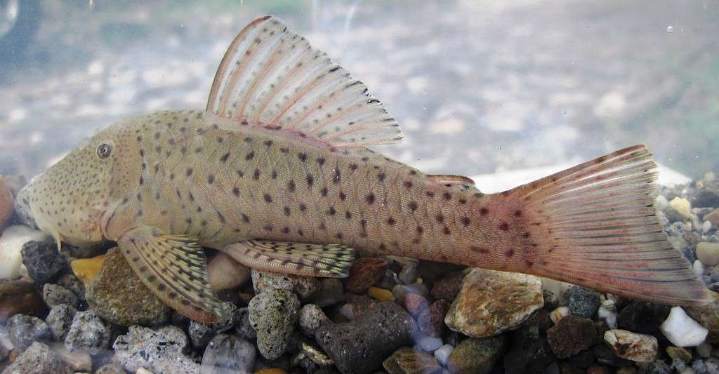 Rubbernose Pleco aquarium fish