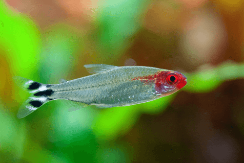 Rummy Nose Tetra aquarium fish