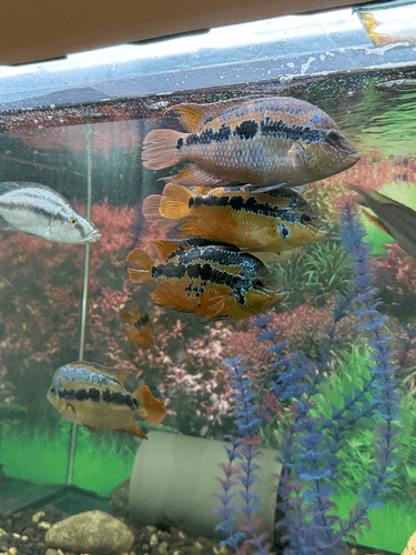 Salvini Cichlid aquarium fish