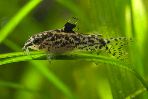 San Juan Cory Catfish aquarium fish