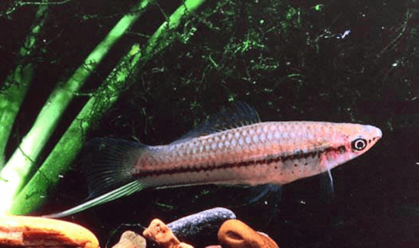 Sanke Koi Swordtail aquarium fish
