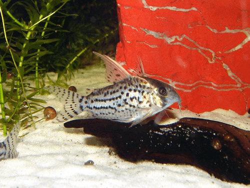 Schwartzi Cory Catfish aquarium fish