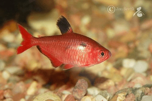 Serpae Tetra aquarium fish