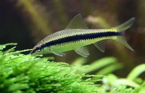 Siamese Flying Fox aquarium fish