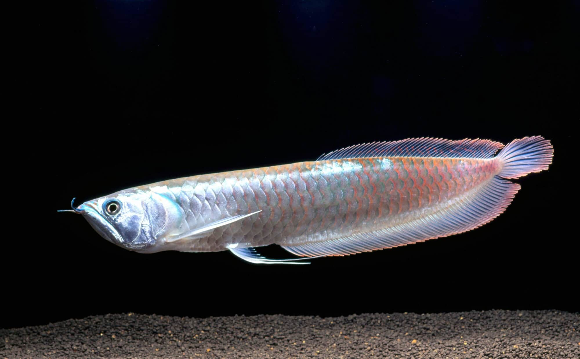 Silver Arowana aquarium fish