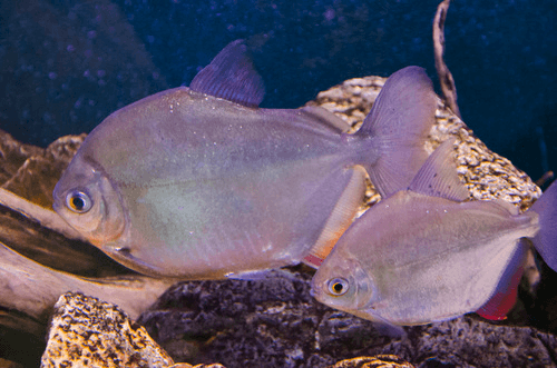 Silver Dollar aquarium fish