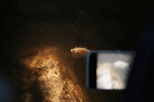 Silver Hatchet Fish aquarium fish