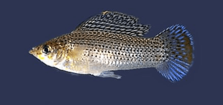 Silver Sailfin Molly aquarium fish