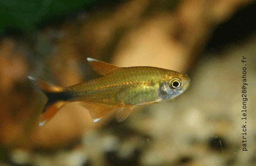 Silvertip Tetra aquarium fish