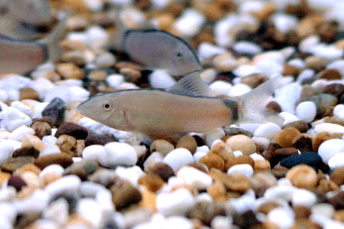 Skunk Loach aquarium fish