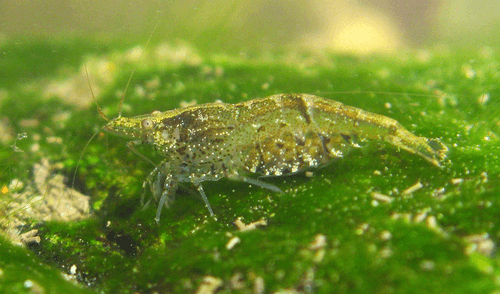 Snowball Shrimp aquarium fish