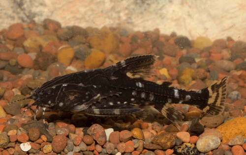 Spotted Raphael Catfish aquarium fish