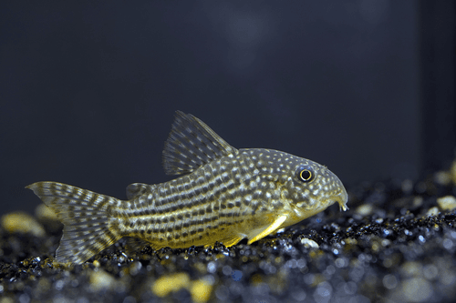Sterbai Cory Catfish aquarium fish