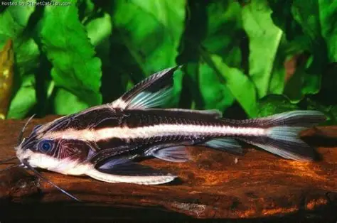 Striped Raphael Catfish aquarium fish