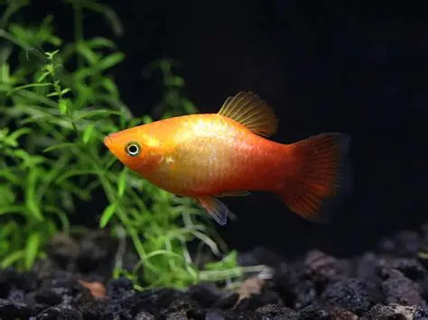 Sunset Platy aquarium fish