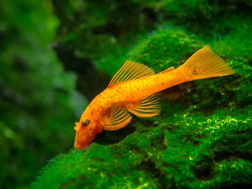 Super Red Ancistrus Catfish aquarium fish
