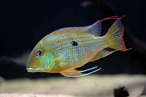 Surinamensis Eartheater Cichlid aquarium fish