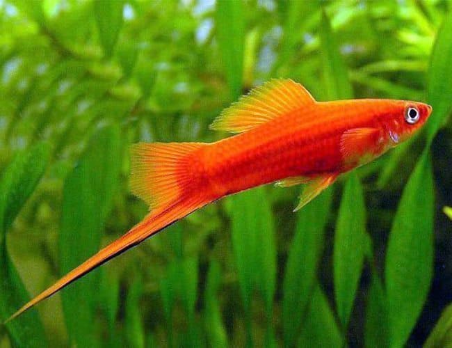 Swordtail aquarium fish