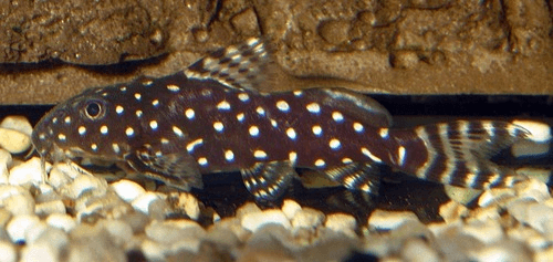 Syn.Angelicus Catfish aquarium fish