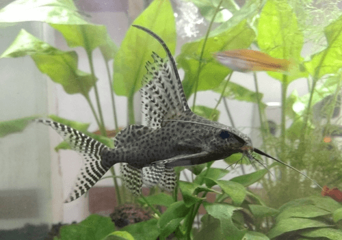 Syn.Eupterus Catfish aquarium fish