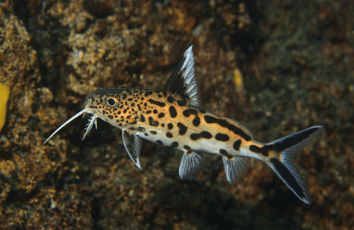 Syn. Multipunctatus aquarium fish