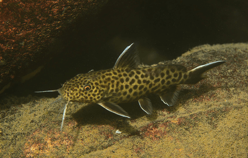 Syn. Petricola Catfish aquarium fish