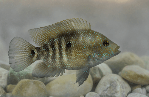 Texas Cichlid aquarium fish