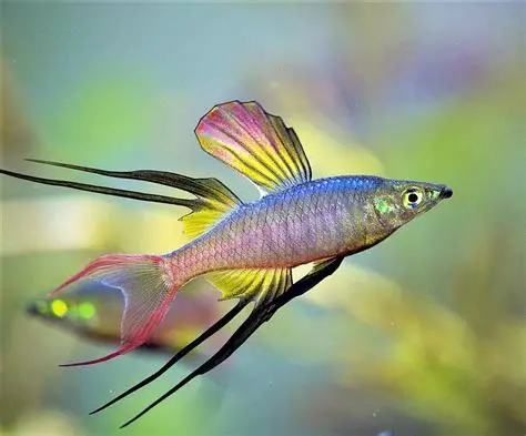 Threadfin Rainbowfish aquarium fish
