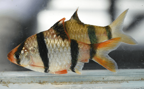 Tiger Barb aquarium fish
