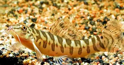 Tiger Loach aquarium fish
