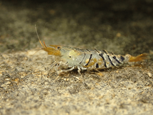 Tiger Shrimp aquarium fish