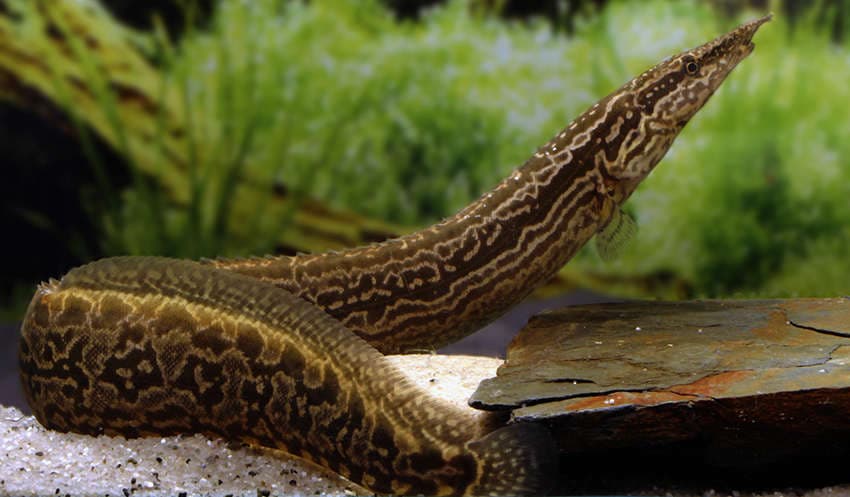 Tire Track Eel aquarium fish