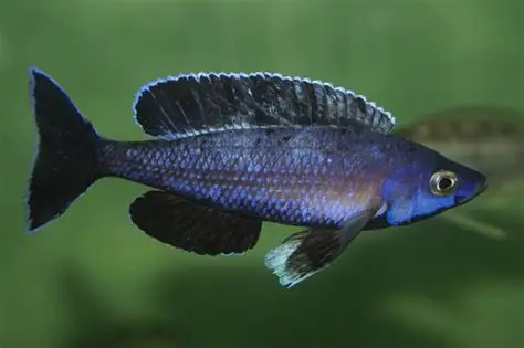 Tri Color Cyprochromis aquarium fish