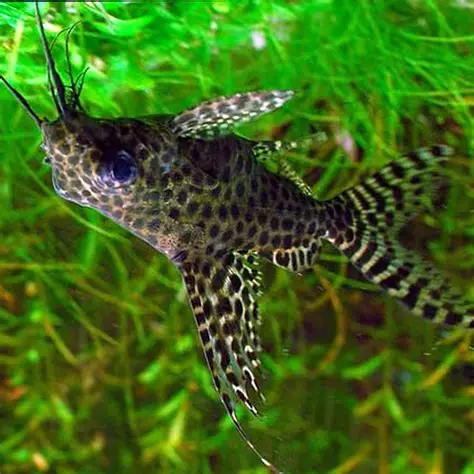 Upside Down Catfish aquarium fish